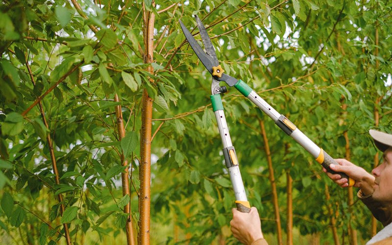 Tree trimming in Sharon, ND
