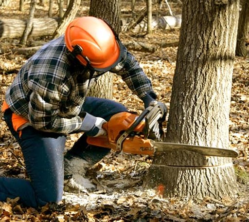 Tree Removal in Sharon, ND